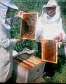 пчеловоды с рамочным ульем